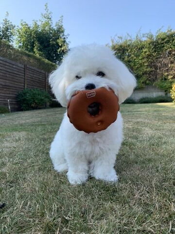 Doggy Donut | Karlie