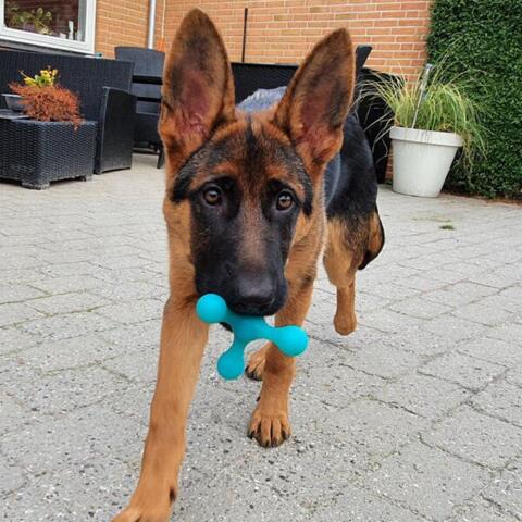 PH4+ hundelegetøj | Turkis