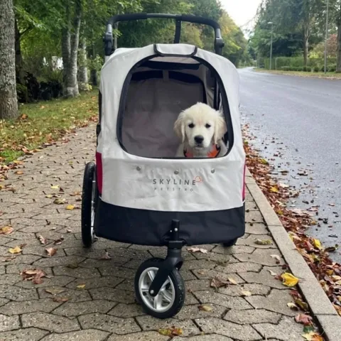 Golden Retriever hundehvalp i stor hundeklapvogn