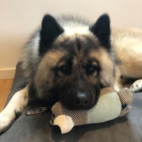 Cabela´s bamse med knudehale