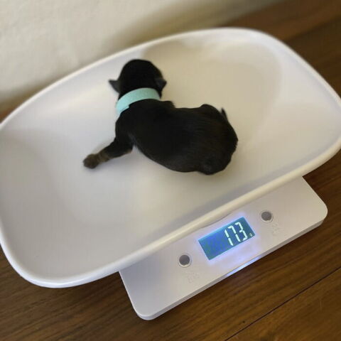 Hvalpevægt |Yorkie Terrier - 1-2 uger