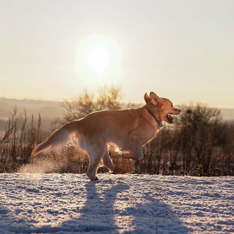 Hundesko |Truelove beskytter mod frost
