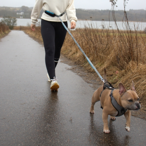 Løbeline m. bælte Dog Lemi