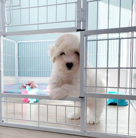 Ollipet Hvid Hvalpegård | 2 delt låge - Skridsikker/gulvbeskytter