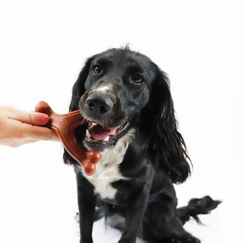 Bertha og Nylabone Wishbone