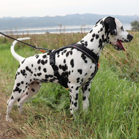 Non-Stop Dogwear Line Harness i sort