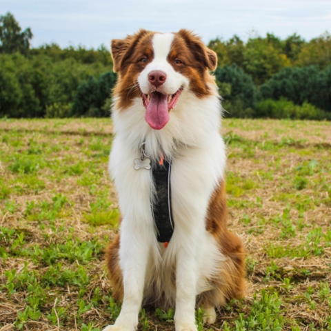 Sidder rigtig godt på din hund