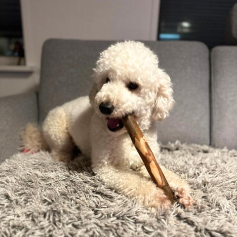 NATURBEN | Oliven Træ Sticks I Large