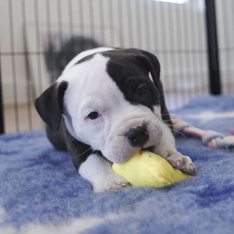Ollipet My Sweet Super Star hvalpelegetøj & American Bully hvalp på 7 uger
