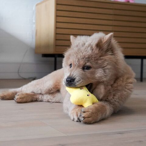 Ollipet You are my super star hvalpelegetøj I Gul & Carla på 17 uger