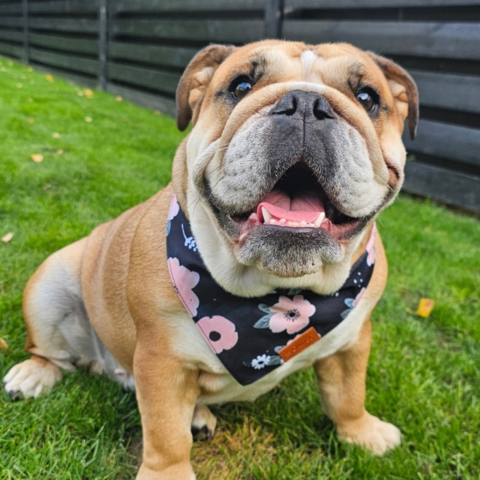 Ollipet Sweet Flower Bandana