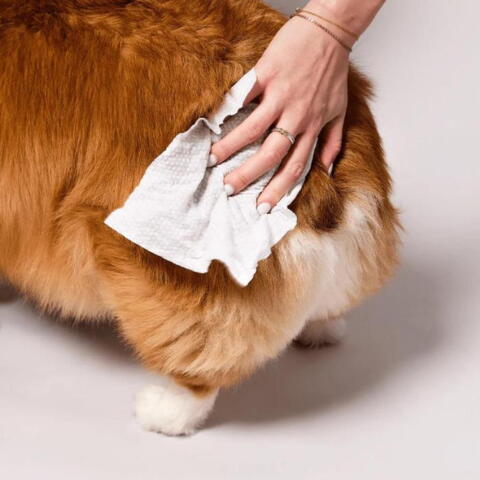 Effektive wipes til din hunds pels