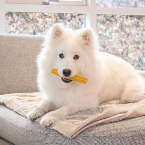 Forkæl din hund med et lækkert Yaki tyggeben