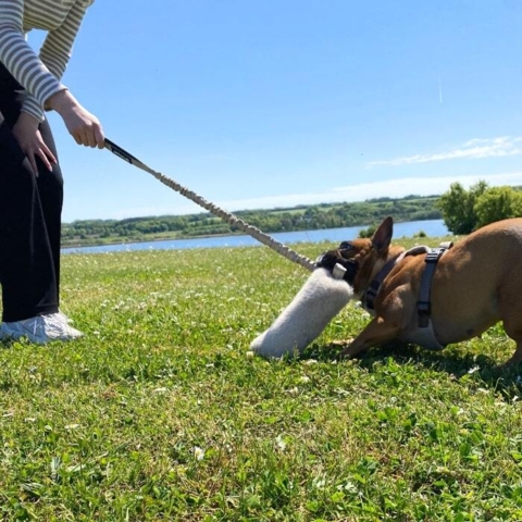 Bungee legetøj er til din hund der elsker at lave tovtrækning
