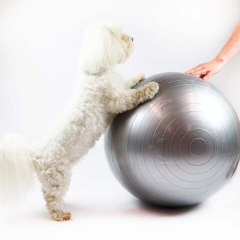 Ollipet DogFit Air Serie - Balance Ball