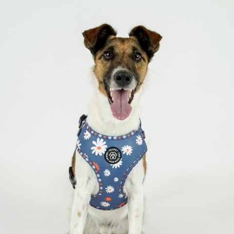 Ollipet City Lux Hundesele I Blue Magurites