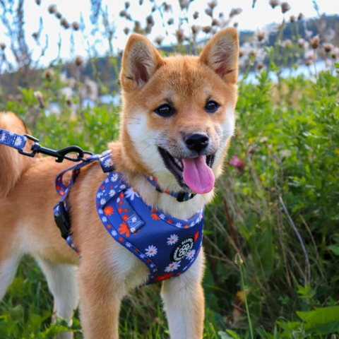 Ollipet City Lux Hundesele I Blue Magurites