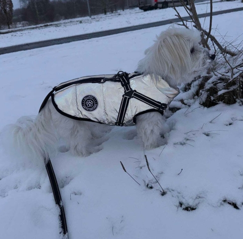liv set i mørket med vores refleksjakke fra Ollipet - her størrelse XL til en bomuldshund