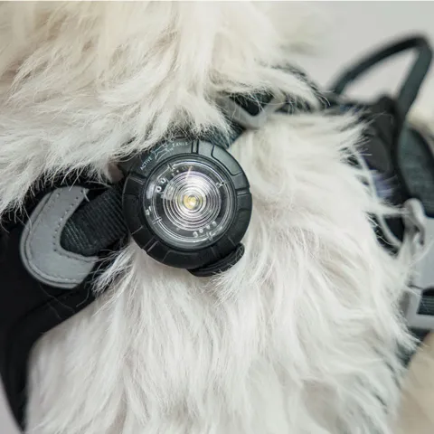 Active Canis Safety Light | Hvid