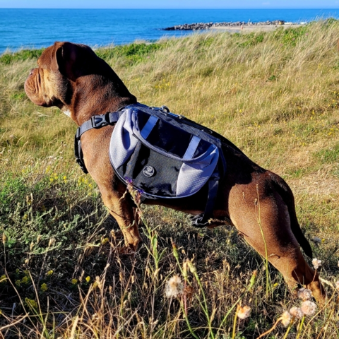 Ollipet Hiking Gear Backpack