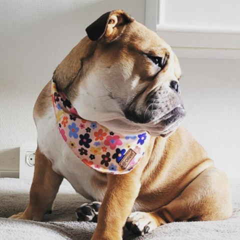 Ollipet City Lux Bandana I Sweet Summer Flowers