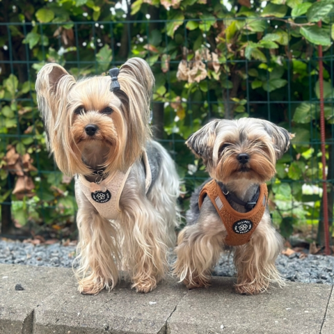 Ollipet Hundesele i creme og brun - teddy stof