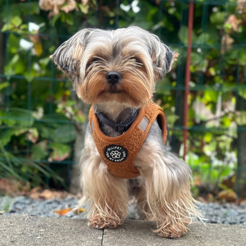 Ollipet Teddy Step-in hundesele | Brun og flot design