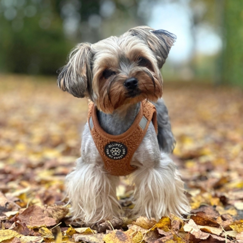 Ollipet Teddy Step-in hundesele | Brun og flot design