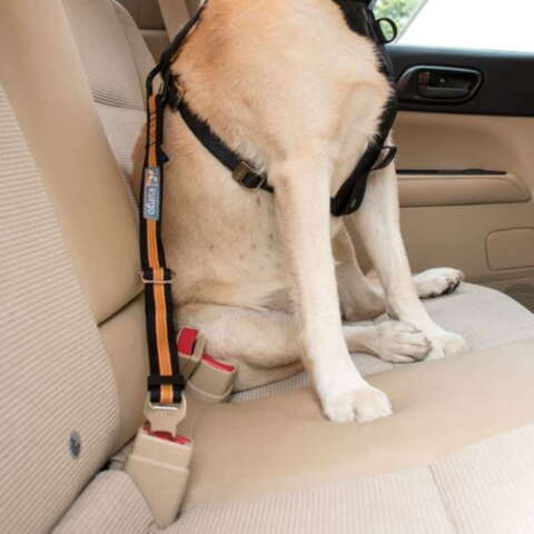 Spænd hunden fast med en Kurgo sikkerhedssele