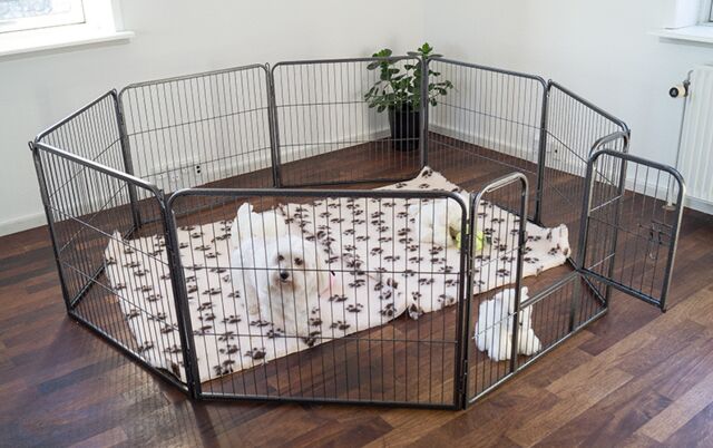 Ollipet hvalpegård i kraftig hammerlak | 8 kantet