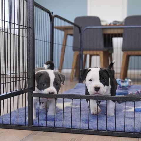 Ollipet hvalpegård i kraftigt hammerlak | 61cm høj |American Bully hvalp på 7 uger