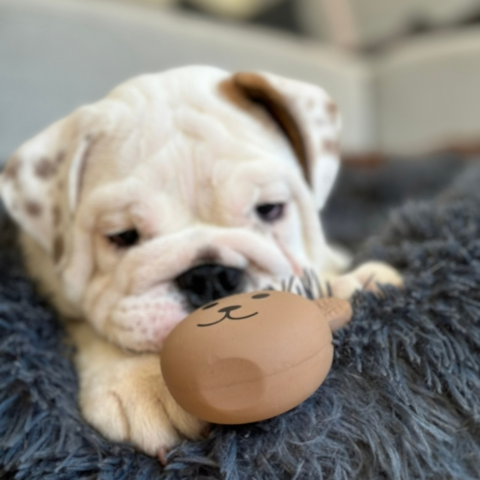 Ollipet Cute animal latex balls | Bamsebjørn