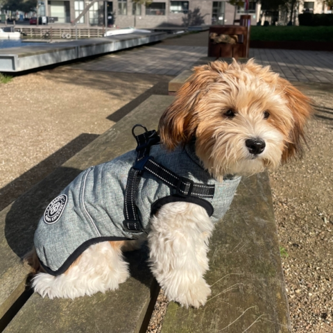 Phoebe i sin Ollipet Sirius Explorer Vinterdækken