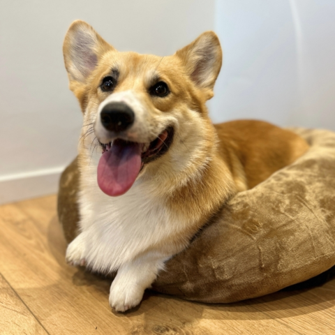 Wellness hundeseng i blødt plysstof i farven khaki