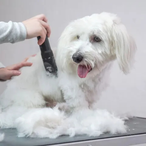 Aros bliver klippet med Ollipet Ceramic Pro