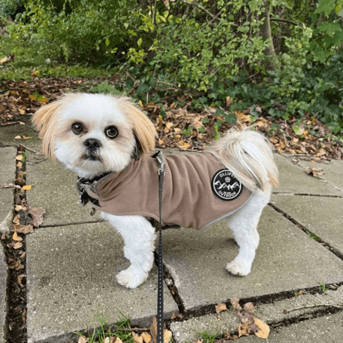 Passer også perfekt til de små hunde