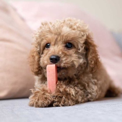 Forkæl din hund med et lækkert tyggeben