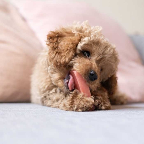 Yaki tyggeben med jordbær