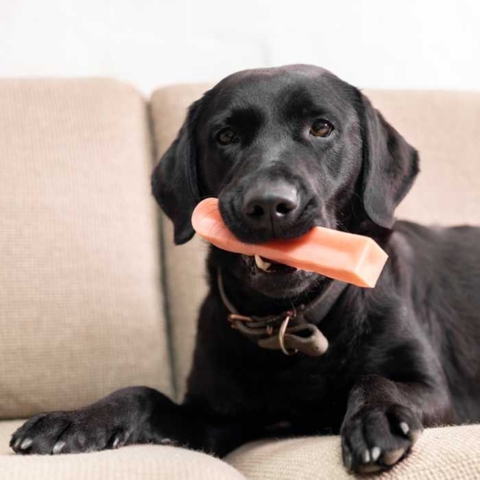Tyggeben gør næsten alle hunde glade