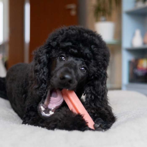 Yaki tyggeben | Styrker hundens mundhygiejne