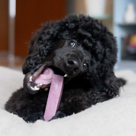 Tyggeben der styrker din hunds mundhygiejne