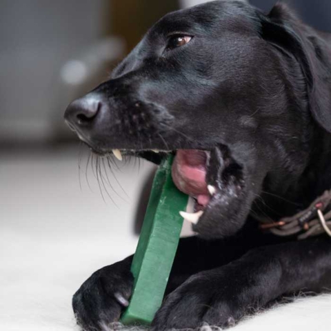 Yaki tyggeben | Hold din hunds tænder sund med et Yaki tyggeben