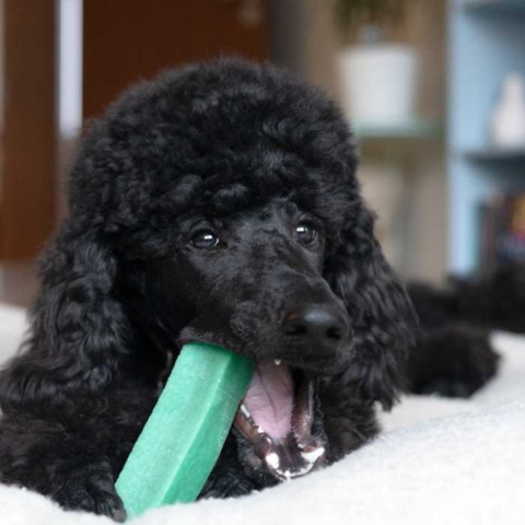 Yaki tyggeben som styrker din hunds mundhygiejne