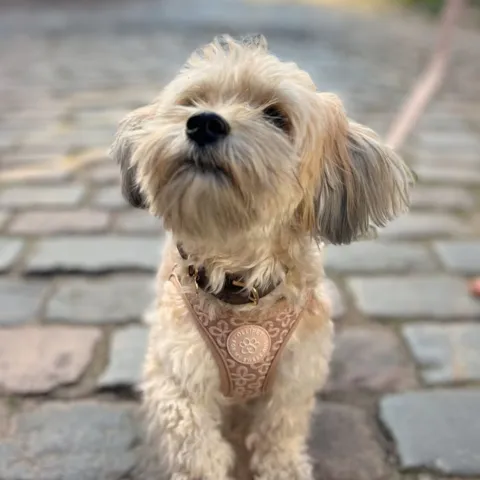 Alba i en Ollipet Flora sele i khaki