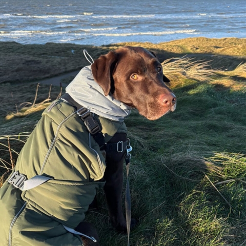 Doglemi Vinterdækken til store racer