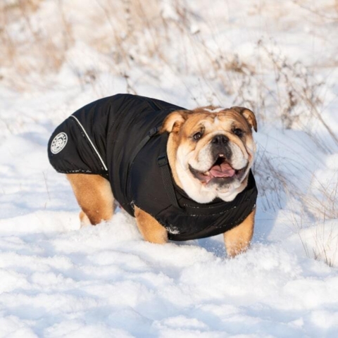 Ollipet Sirius de Luxe Dynejakke holder varmen på din hund