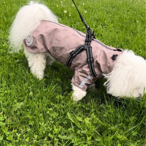 Coton de Tulear med hunde regnjakke i khaki str XL.