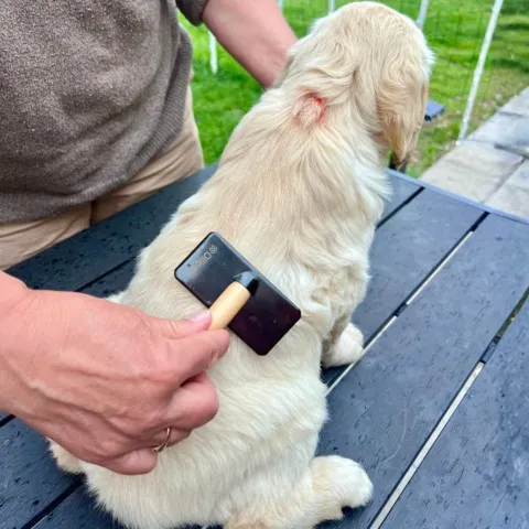Golden Retriever hvalp børstes med Ollipet Slicker Brush