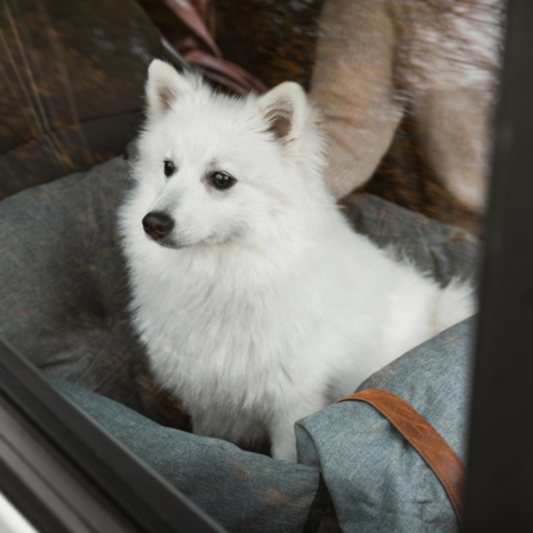 Giver hunden mulighed for at følge med