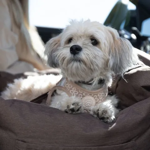 Tryg transportløsning til bilen